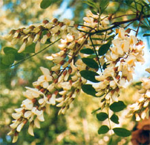 beignets de fleurs d'acacias